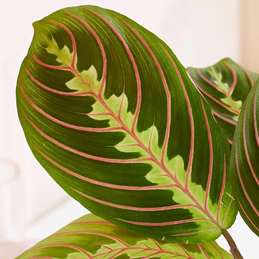 Maranta Leuconeura Var. Leuconeura 'Fascinator' 4 Maranta Leuconeura Var. Leuconeura 'Fascinator' - Image 2