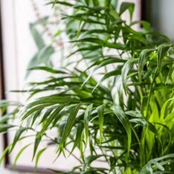 Chamaedorea Elegans -Garden Supplies Sales 2024 pl2000034445 card2 lg