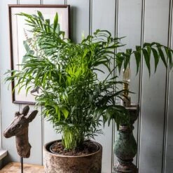 Chamaedorea Elegans -Garden Supplies Sales 2024 pl2000034445 card3 lg