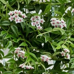 Hoya Lanceolata Subsp. Bella -Garden Supplies Sales 2024 pl2000034465 card4 lg