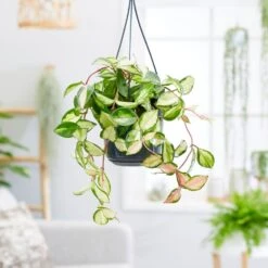 Hoya Carnosa 'Tricolor' -Garden Supplies Sales 2024 pl2000034468 card3 lg