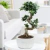 Ficus Microcarpa 'Ginseng' In Bowl Pot 2 Ficus Microcarpa 'Ginseng' In Bowl Pot -Garden Supplies Sales 2024 pl2000034470