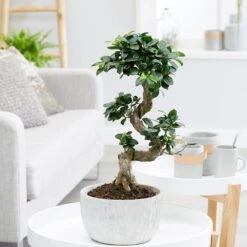 Ficus Microcarpa 'Ginseng' In Bowl Pot -Garden Supplies Sales 2024 pl2000034470 card3 lg