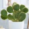 Opuntia Microdasys -Garden Supplies Sales 2024 pl2000034473