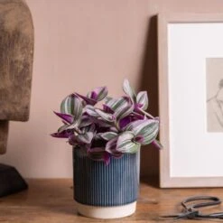 Tradescantia Albiflora 'Nanouk' (PBR) -Garden Supplies Sales 2024 pl2000035787 card3 lg