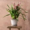 Cymbidium 'Piccobello Pink' -Garden Supplies Sales 2024 pl2000035790