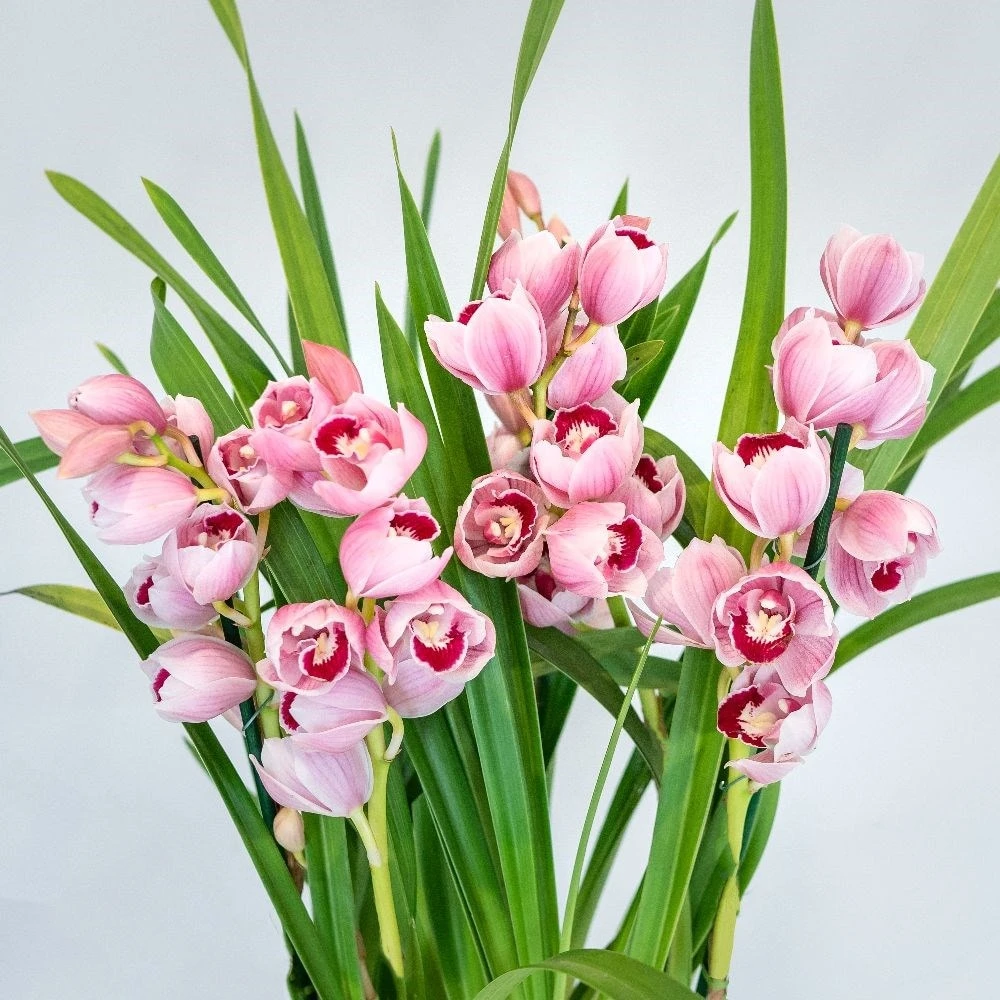 Cymbidium 'Piccobello Pink' 4 Cymbidium 'Piccobello Pink' - Image 2