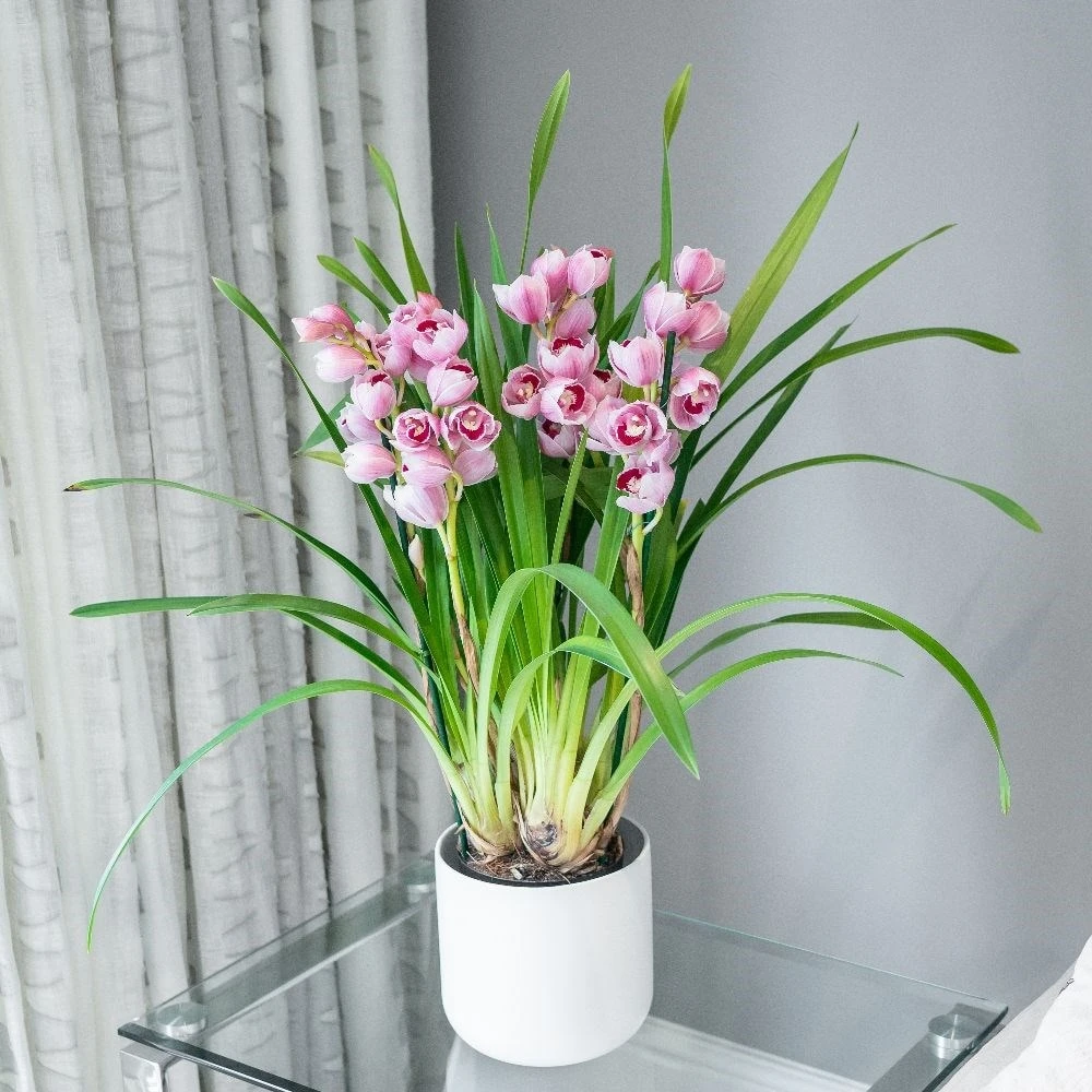 Cymbidium 'Piccobello Pink' 5 Cymbidium 'Piccobello Pink' - Image 3