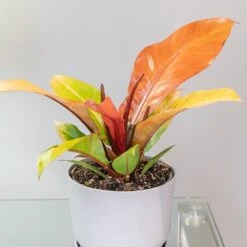 Philodendron 'Prince Of Orange' 11 Philodendron 'Prince Of Orange' -Garden Supplies Sales 2024 pl2000035844 card5 lg