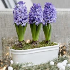 Scented Blue Hyacinths In A Ceramic Bowl -Garden Supplies Sales 2024 pl2000035859 card3 lg
