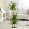 Dracaena Marginata -Garden Supplies Sales 2024 pl2000035885