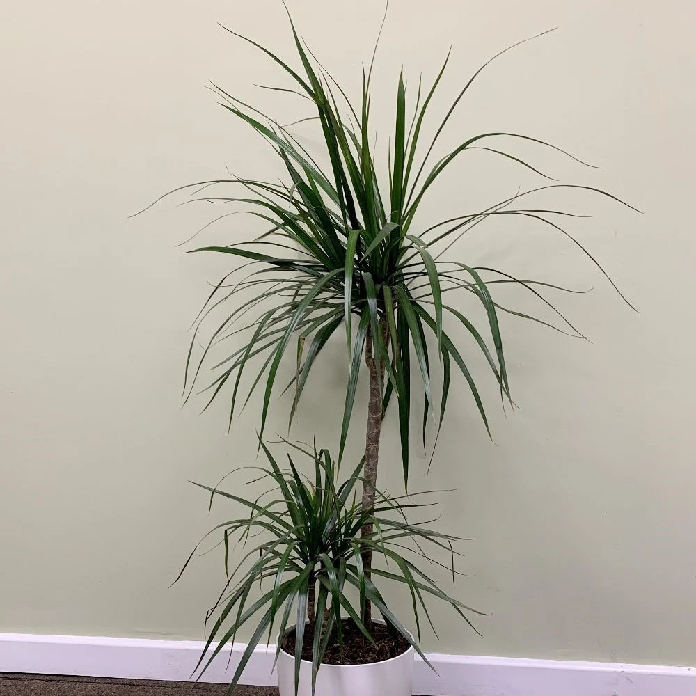 Dracaena Marginata 4 Dracaena Marginata - Image 2