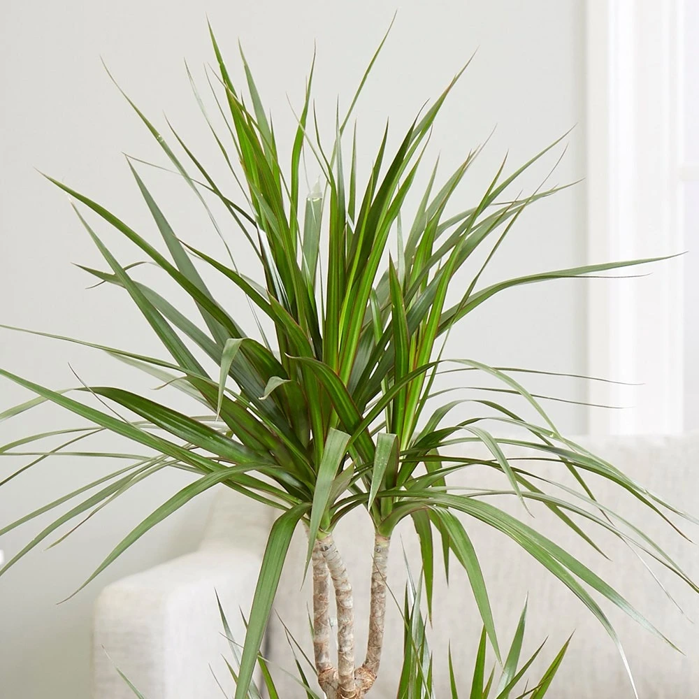 Dracaena Marginata 5 Dracaena Marginata - Image 3