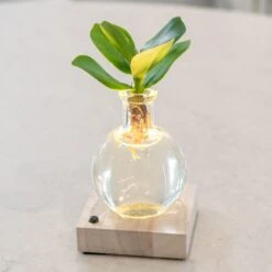 Hydroponic Clusia Rosea 'Princess' (PBR) And LED Light 9 Hydroponic Clusia Rosea 'Princess' (PBR) And LED Light -Garden Supplies Sales 2024 pl2000035890 card3 lg