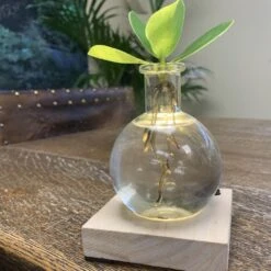 Hydroponic Clusia Rosea 'Princess' (PBR) And LED Light 10 Hydroponic Clusia Rosea 'Princess' (PBR) And LED Light -Garden Supplies Sales 2024 pl2000035890 card4 lg