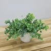 Phlebodium Aureum Davana ('Raadphle01') -Garden Supplies Sales 2024 pl2000035912