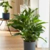 Spathiphyllum 'Sweet Lauretta' (PBR) -Garden Supplies Sales 2024 pl2000035913