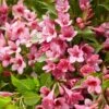 Weigela Picobella Rosa ('Tvp2') (PBR) -Garden Supplies Sales 2024 pl2000036122