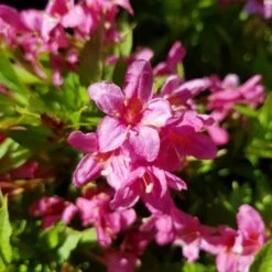 Weigela Picobella Rosa ('Tvp2') (PBR) -Garden Supplies Sales 2024 pl2000036122 card3 lg