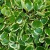 Griselinia Littoralis 'Variegata' -Garden Supplies Sales 2024 pl2000036128