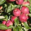 Apple Eden ('Sjca38r6a74') -Garden Supplies Sales 2024 pl2000036193