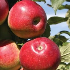 Apple Eden ('Sjca38r6a74') -Garden Supplies Sales 2024 pl2000036193 card3 lg