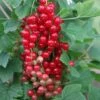 Redcurrant 'Jonkheer Van Tets' -Garden Supplies Sales 2024 pl2000036213