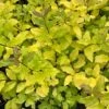 Ligustrum Ovalifolium 'Lemon And Lime' 2 Ligustrum Ovalifolium 'Lemon And Lime' -Garden Supplies Sales 2024 pl2000036216