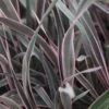 Phormium 'Pink Stripe' -Garden Supplies Sales 2024 pl2000036238