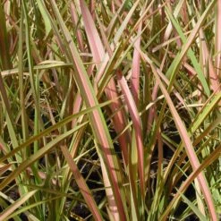 Phormium 'Jester' -Garden Supplies Sales 2024 pl2000036259 card2 lg