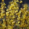 Forsythia × Intermedia 'Goldrausch' 1 Forsythia × Intermedia 'Goldrausch' -Garden Supplies Sales 2024 pl2000036293