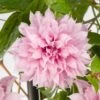 Clematis Multi Pink ('ST17333') (PBR) -Garden Supplies Sales 2024 pl2000036317