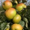 Apple 'Bramley 20' -Garden Supplies Sales 2024 pl2000036805