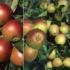Apple 'Cox's Self Fertile' / 'Fiesta' / 'Hereford Russet' -Garden Supplies Sales 2024 pl2000036806