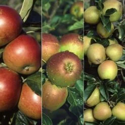 Apple 'Cox's Self Fertile' / 'Fiesta' / 'Hereford Russet'