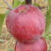 Apple 'Spartan' -Garden Supplies Sales 2024 pl2000036812
