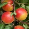 Apricot 'Pink Marry' -Garden Supplies Sales 2024 pl2000036816