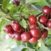 Cherry Celeste ('Sumpaca') (PBR) -Garden Supplies Sales 2024 pl2000036820