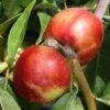 Nectarine 'Lord Napier' 1 Nectarine 'Lord Napier' -Garden Supplies Sales 2024 pl2000036825