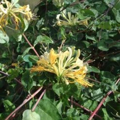Lonicera Periclymenum 'Sweet Sue' 7 Lonicera Periclymenum 'Sweet Sue' -Garden Supplies Sales 2024 pl2000036881 card3 lg