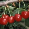 Cherry 'Morello' -Garden Supplies Sales 2024 pl2000036882