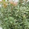 Pieris Japonica 'Little Heath' 2 Pieris Japonica 'Little Heath' -Garden Supplies Sales 2024 pl2000036977