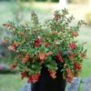 Lingonberry Fireballs ('Lirome') (PBR) 2 Lingonberry Fireballs ('Lirome') (PBR) -Garden Supplies Sales 2024 pl2000037164