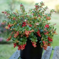 Lingonberry Fireballs ('Lirome') (PBR) 7 Lingonberry Fireballs ('Lirome') (PBR) -Garden Supplies Sales 2024 pl2000037164 card3 lg