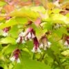 Leycesteria Golden Lanterns ('Notbruce') (PBR) -Garden Supplies Sales 2024 pl2000037169