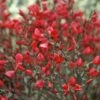 Cytisus × Boskoopii 'Boskoop Ruby' 1 Cytisus × Boskoopii 'Boskoop Ruby' -Garden Supplies Sales 2024 pl2000037172