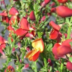 Cytisus 'Lena'