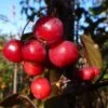 Malus Toringo 'Scarlett' -Garden Supplies Sales 2024 pl2000037200