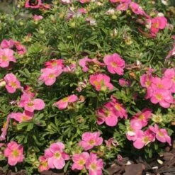Potentilla Fruticosa Bellissima ('Hachliss') (PBR) -Garden Supplies Sales 2024 pl2000037211 card2 lg