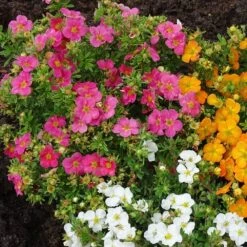 Potentilla Fruticosa Bellissima ('Hachliss') (PBR) -Garden Supplies Sales 2024 pl2000037211 card3 lg